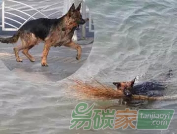 青島現(xiàn)環(huán)保狗 不畏寒冷跳海撿垃圾 