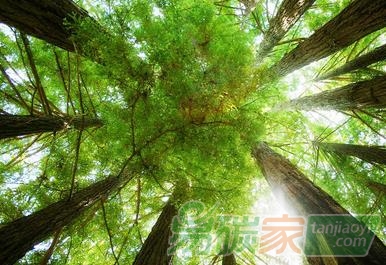 【成功案例解析經(jīng)驗(yàn)分享】農(nóng)民種樹林地如何通過(guò)碳匯交易來(lái)賺錢增收