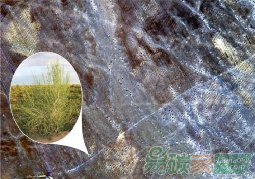 螞蟻森林宣布開放計(jì)劃碳賬戶平臺跨界成“公益孵化器”