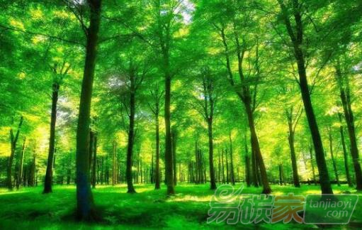 森林火災(zāi)1年釋放1.04億噸碳